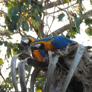 Aves (1)