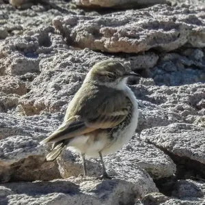 Aves (3)