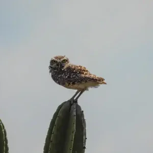 Aves (5)