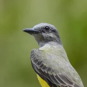 Aves (6)