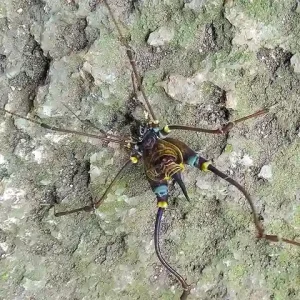 Chuspipata (1)