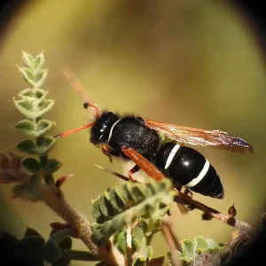 poco (9)