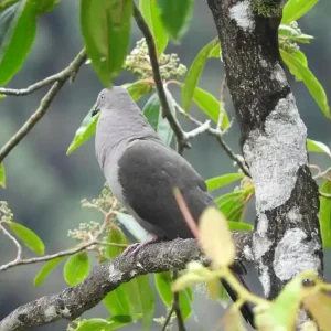 YungasBird (4)