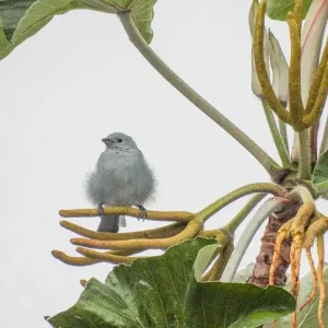 YungasBird (5)