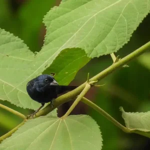 YungasBird (6)
