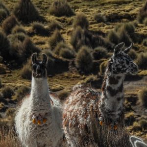 516734460_10160911203761262_8251768877543814763_n